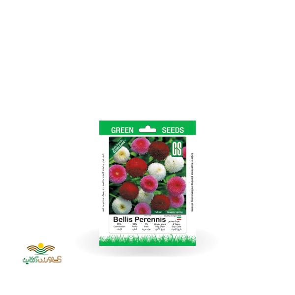 بذر خانگی گل مینا چمنی سینا