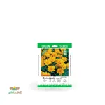 بذر خانگی گل شاه اشرفی سینا 0