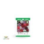 بذر خانگی گل قرنفل الوان سینا 0