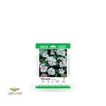 بذر خانگی گل پریوش سفید سینا 0