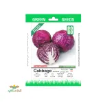 بذر خانگی کلم پیچ قرمز سینا 0