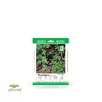 بذر خانگی خرفه سینا 0