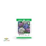 بذر خانگی گل ابری الوان سینا 0