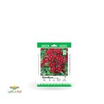 بذر خانگی گل بوقلمون قرمز سینا 0