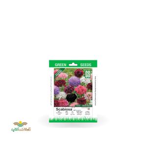بذر خانگی گل درخشنده الوان سینا