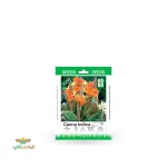 بذر خانگی گل اختر پرگل سینا 0