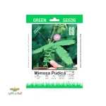 بذر خانگی گل قهر و آشتی سینا 0
