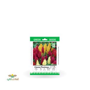 بذر خانگی گل تاج خروس دم روباهی سینا