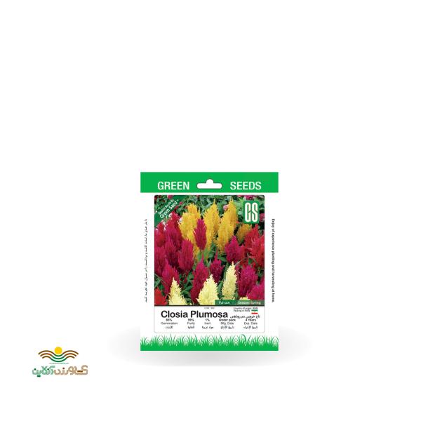 بذر خانگی گل تاج خروس دم روباهی سینا