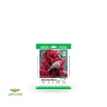 بذر خانگی گل تاج خروس پرگل سینا 0