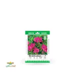 بذر خانگی گل لاله عباسی بنفش سینا 0