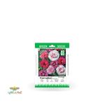 بذر خانگی گل میخک باغچه سینا 0