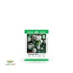 بذر خانگی گل تکمه ای سفید سینا 0