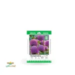 بذر خانگی گل تکمه ای ارغوانی سینا 0