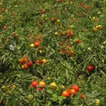 بذر گوجه فرنگی لئوناردو ایتالیا فوریا سید 3