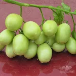 بذر گوجه فرنگی لئوناردو ایتالیا فوریا سید 4