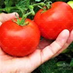 بذر گوجه گرد بهجا یا باغچه ترک 0