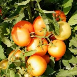 بذر گوجه فرنگی راک هلند 3