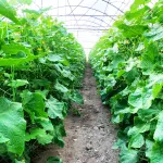 بذر خیار گلخانه ای سوپر گیرداپ 4