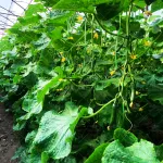 بذر خیار گلخانه ای سوپر گیرداپ 6