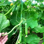 بذر خیار گلخانه ای سوپر گیرداپ 7