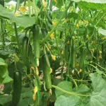 بذر خیار گلخانه ای پرگل ام آر سی 07 ترک 2
