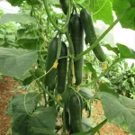 بذر خیار گلخانه ای پرگل گالاردو 2