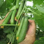 بذر خیار گلخانه ای پرگل گالاردو 3