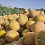 بذر خربزه گالیا تو سبز ناسکو آمریکا 3