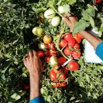 بذر گوجه فرنگی هیبرید پارس 5 هزار عددی 3