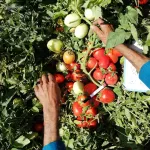 بذر گوجه فرنگی هیبرید پارس 5 هزار عددی 3