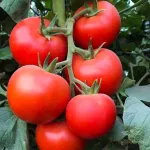 بذر گوجه فرنگی پرگل گلخانه ای مایا مقاوم به شوری 2