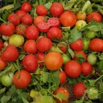 بذر گوجه فرنگی هیبرید تیوا F1 3
