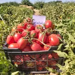 بذر گوجه فرنگی هیبرید ناتالی اسپانیایی 5000 عددی 2