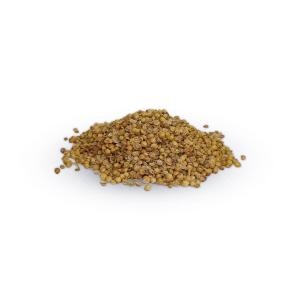 بذر سبزی  گشنیز 500 گرمی