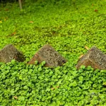 بذر چمن خانگی دایکوندرا (شبدر زینتی) وانیاسید 0