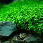 بذر چمن مونت کارلو وانیاسید 0