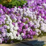 بذر گل عسلی آلیسوم پا کوتاه الوان 0