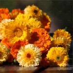 بذر گل همیشه بهار الوان وانیاسید 0