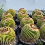 بذر گل کاکتوس اچینو گروزونی خار طلایی 2