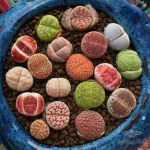 بذر کاکتوس لیتوپس وانیاسید 0