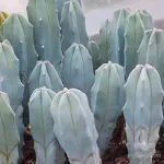 بذر کاکتوس میرتلو وانیاسید 0