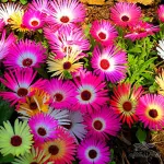 بذر گل ناز یخی یا ناز فرانسوی 2