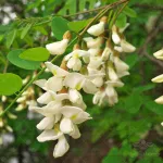 بذر اقاقیا 0
