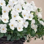 بذر گل بنفشه سفید 0