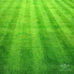 بذر چمن خانگی وانیاسید 0