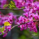 بذر درخت ارغوان مسترسید 0