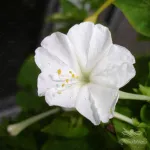 بذر لاله عباسی سفید 0