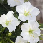 بذر لاله عباسی سفید 2