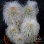 بذر کاکتوس اسپوستوا نانا 2